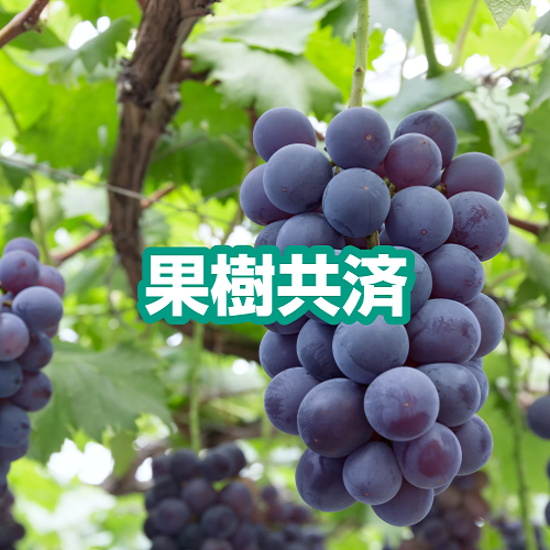 果樹共済
