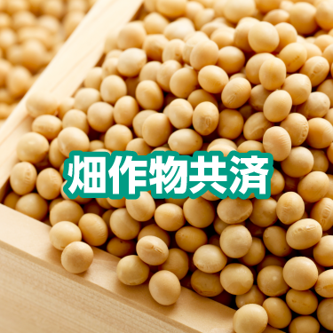 畑作物共済